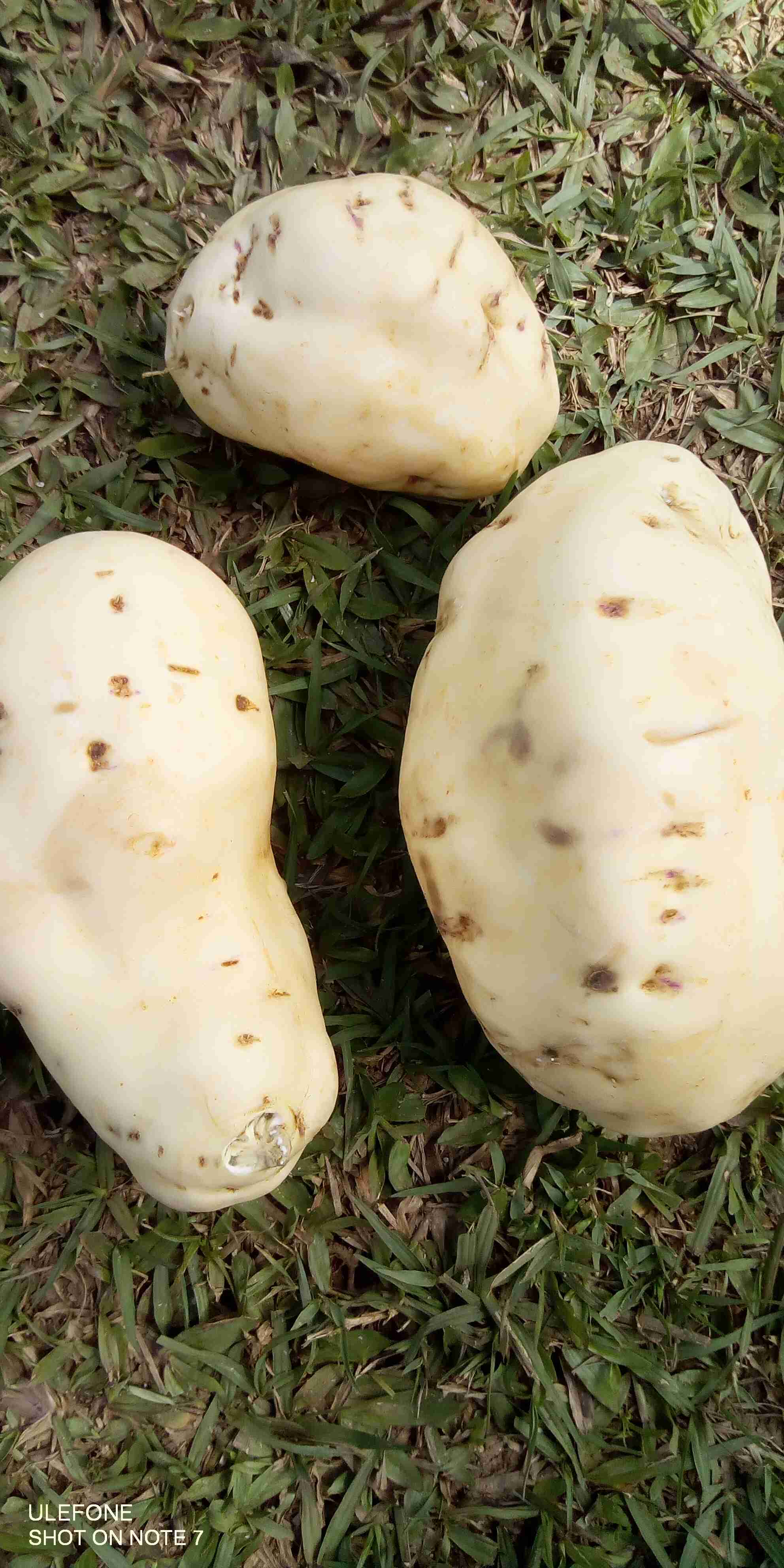 Agriculture sweet potato vines