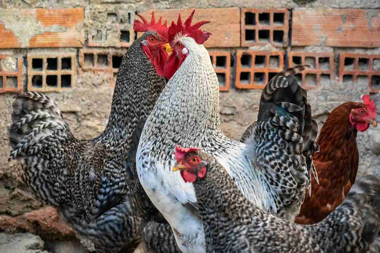 The 7-Figure Flock: A Zero-Fail Operational Blueprint for Pasture-Raised & Deep-Litter Systems