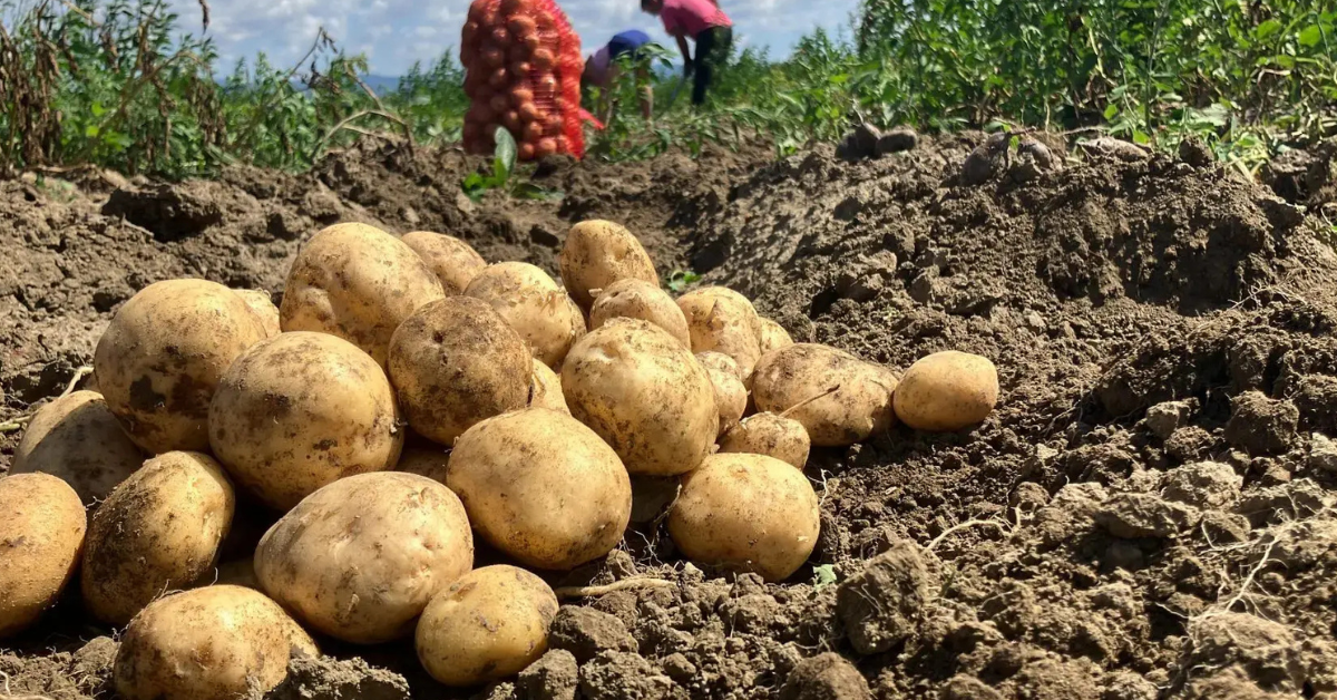 Potato Farming Cost and Profit Estimate Per Acre in Kenya