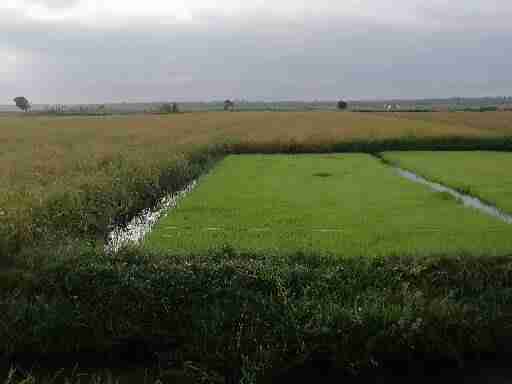 Rice, yellow maize, thorn melons, cattle and poultry farming 