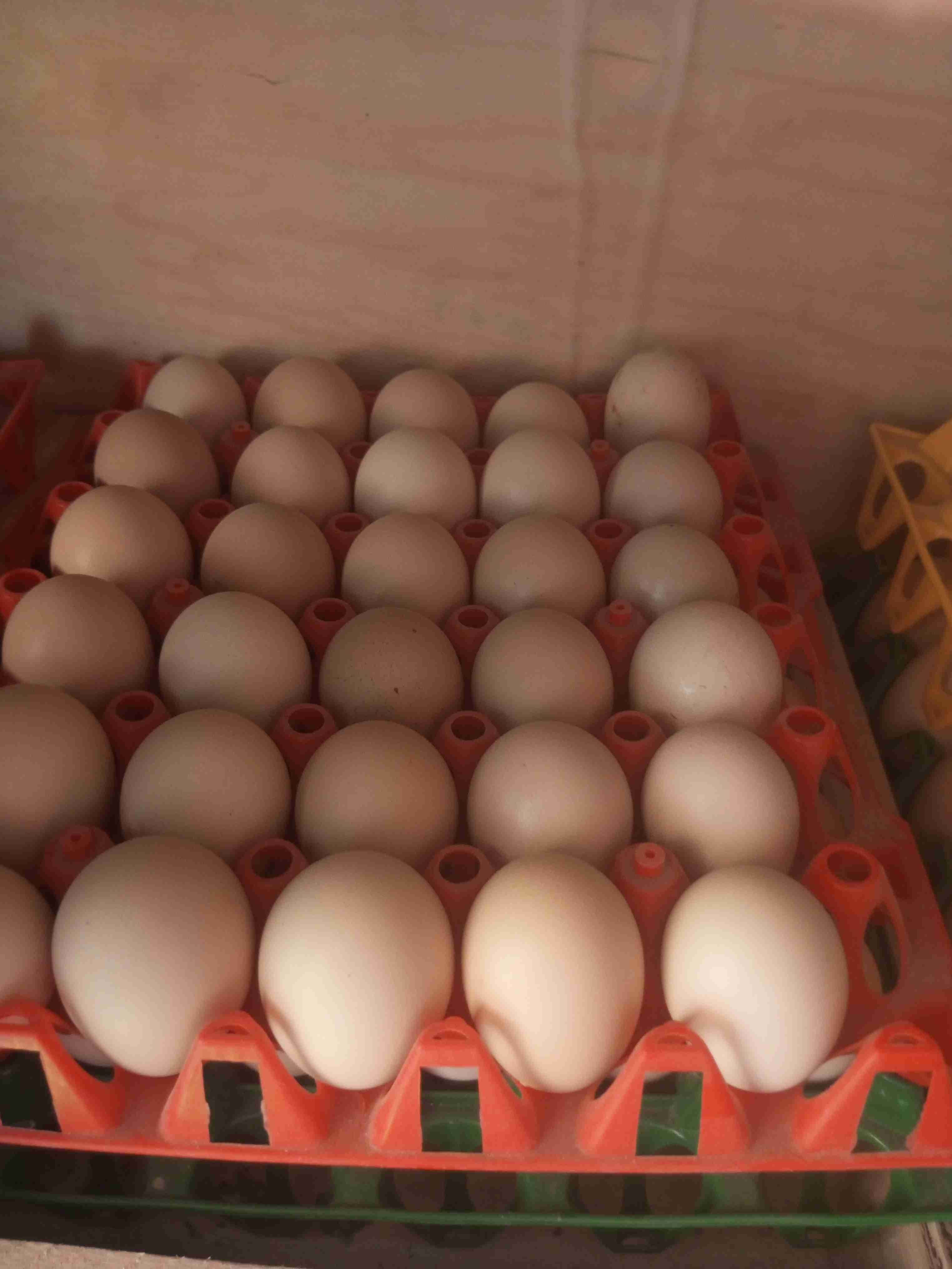 Kienyeji eggs