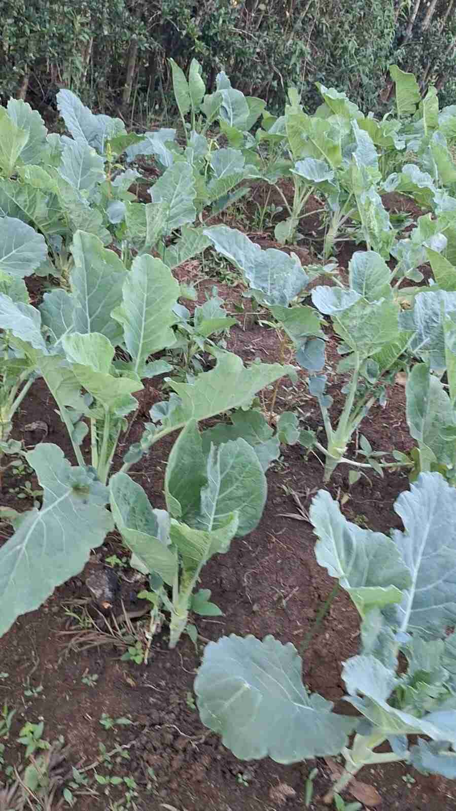 Fresh Organic Kale (Skumawiki)