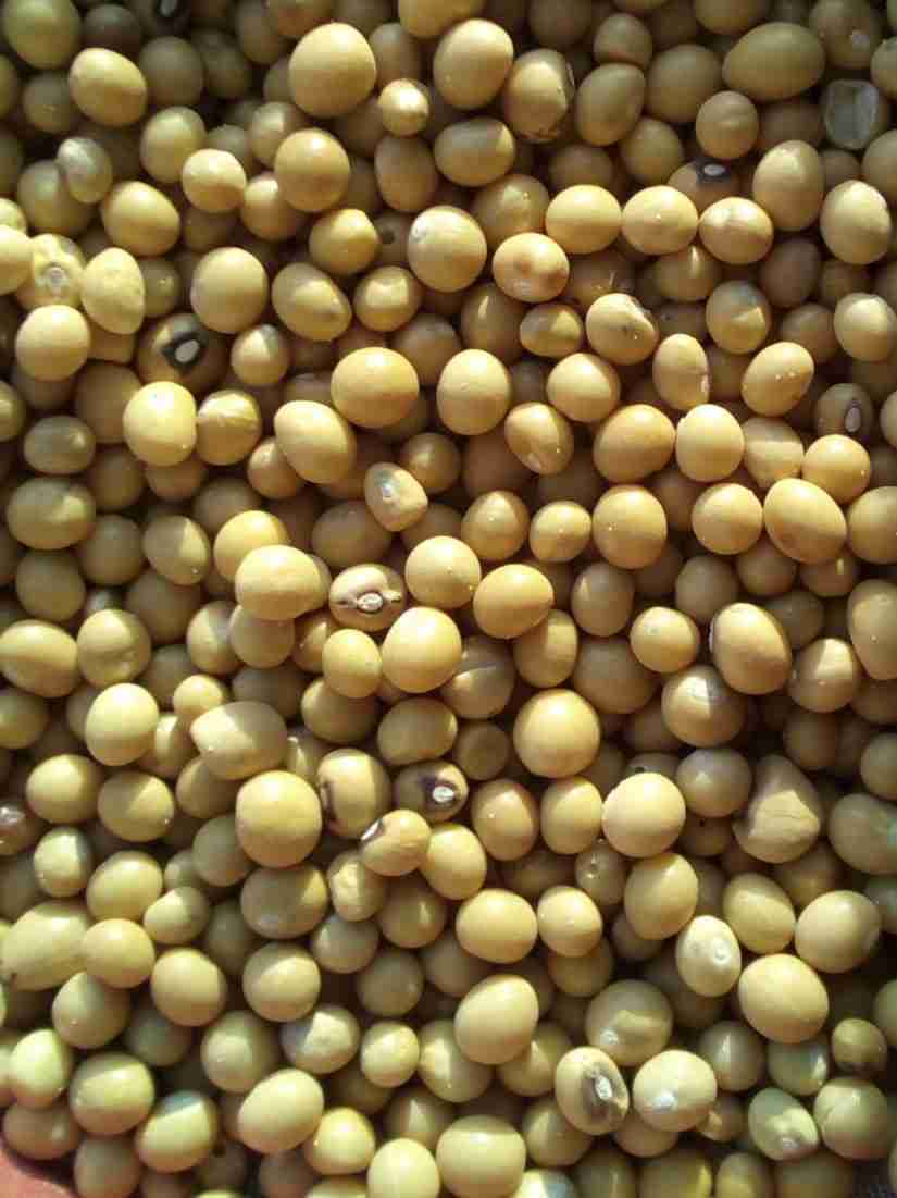 Clean Soya Beans