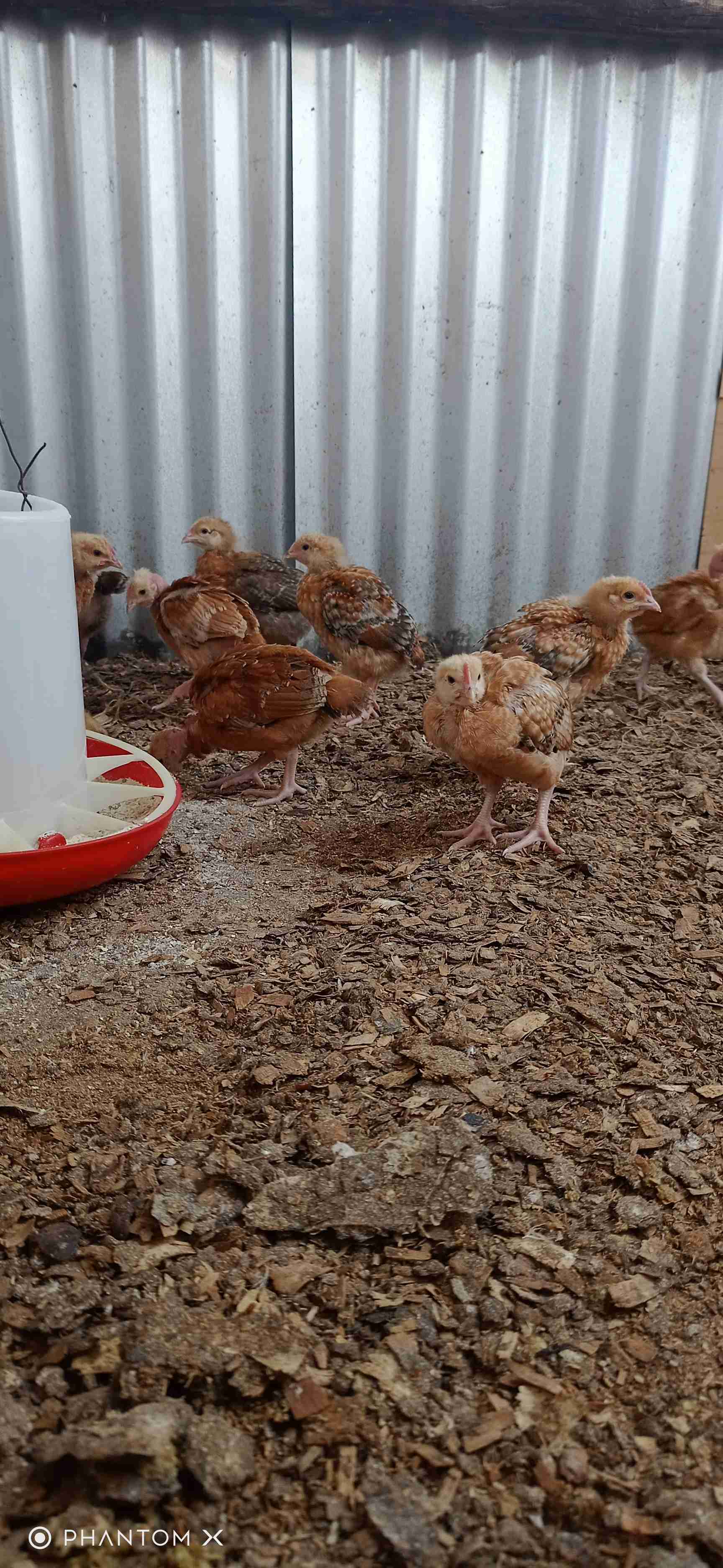 One month old improved kienyeji chicken 