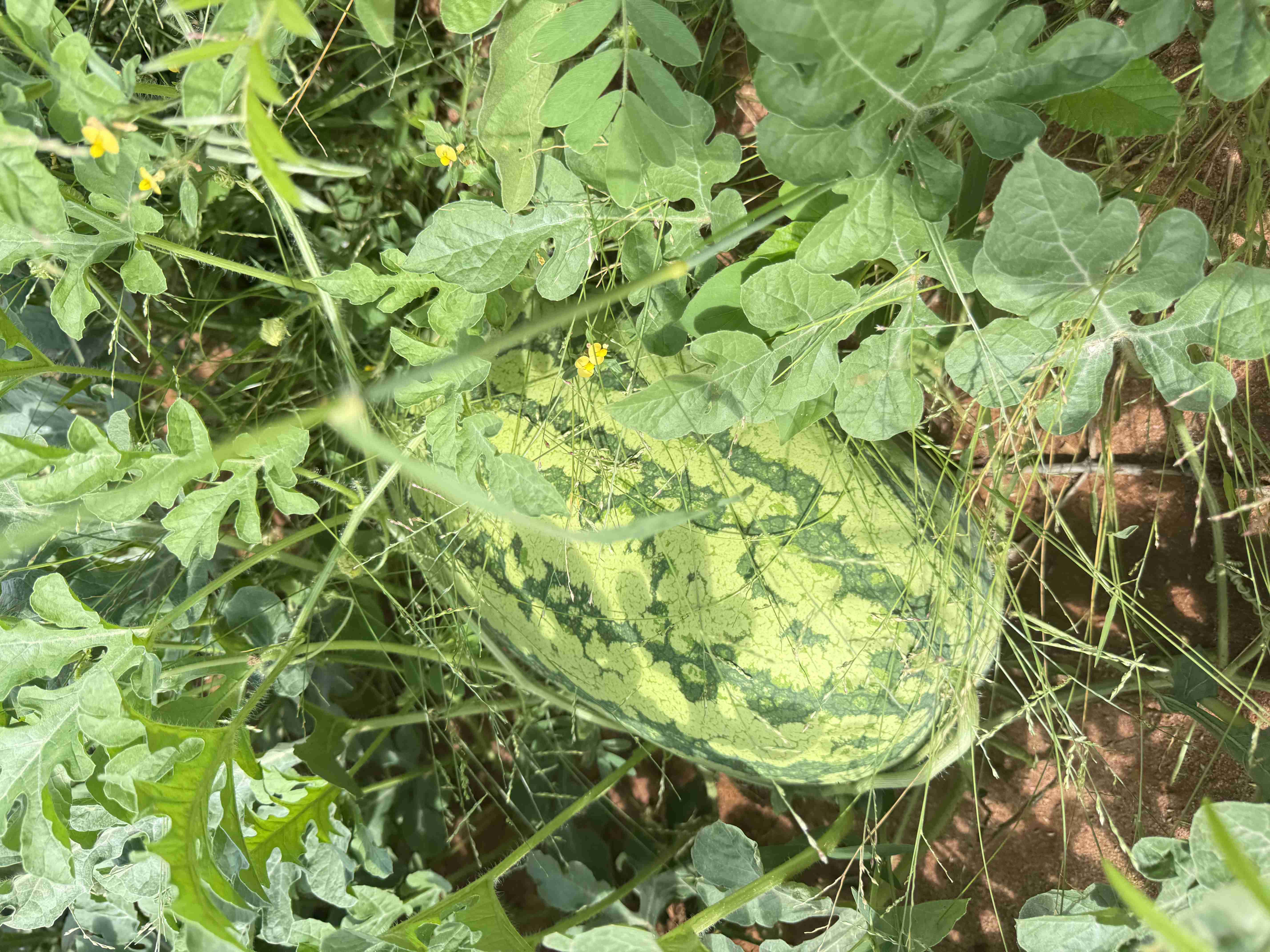 Watermelons for sale 