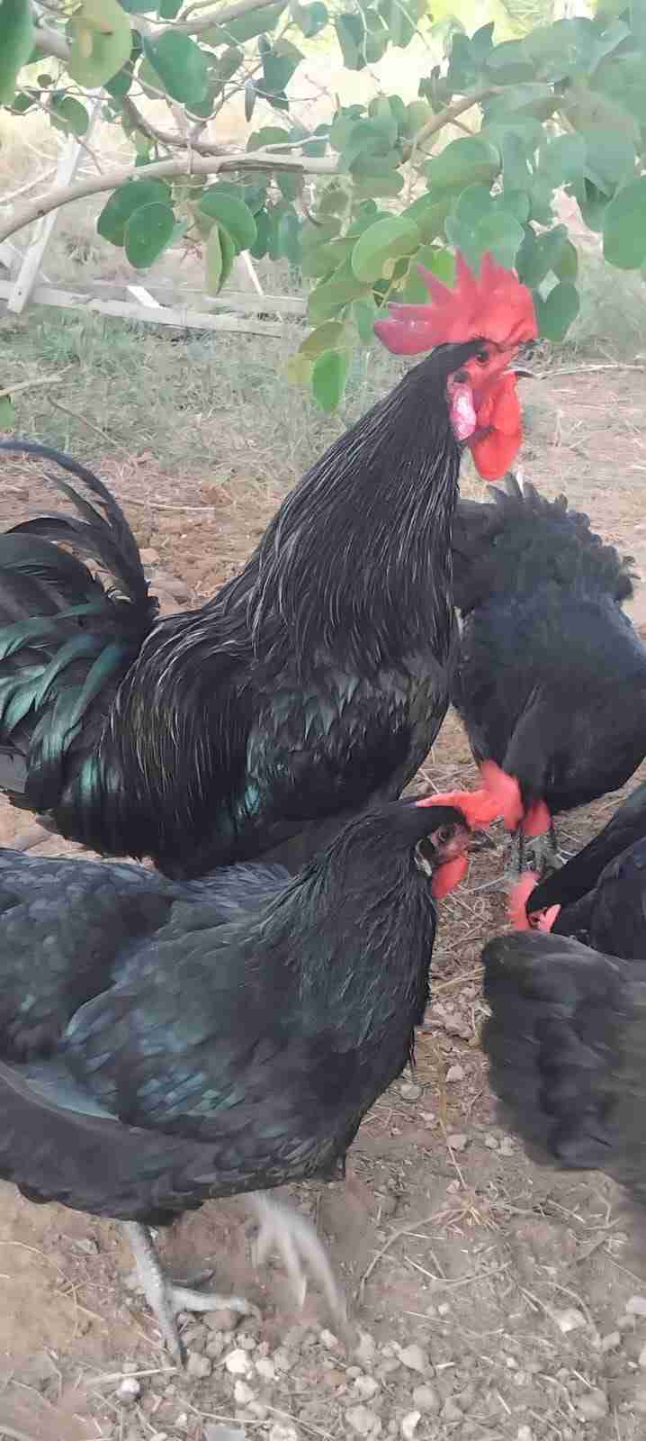 Pure Black Australorp chicken 