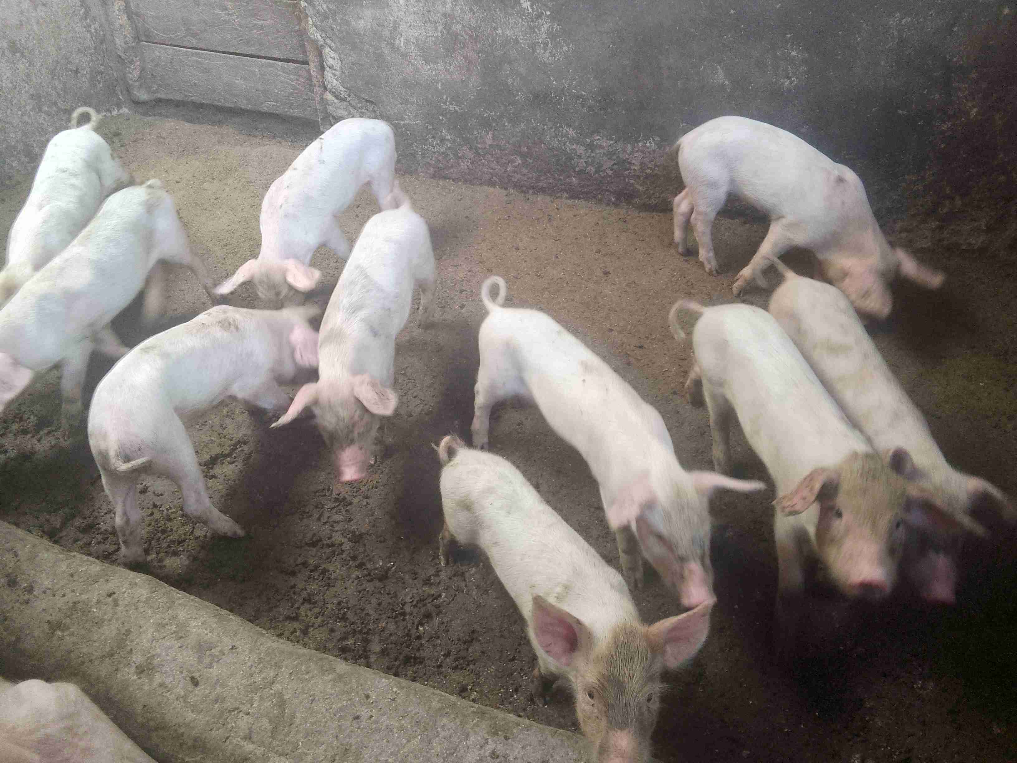 Piglets for Sale 