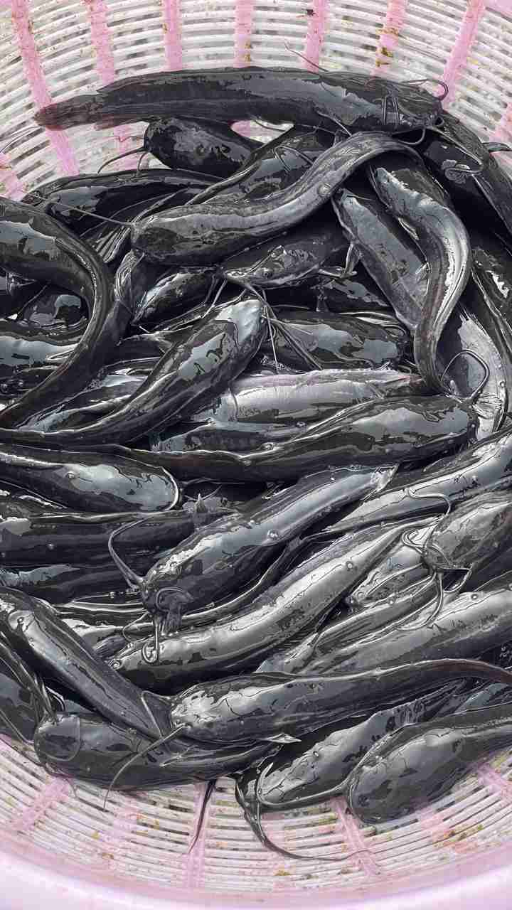 Fingerlings premium (Catfish all sizes and tilapia all sizes) also available live 1kg+ catfish 