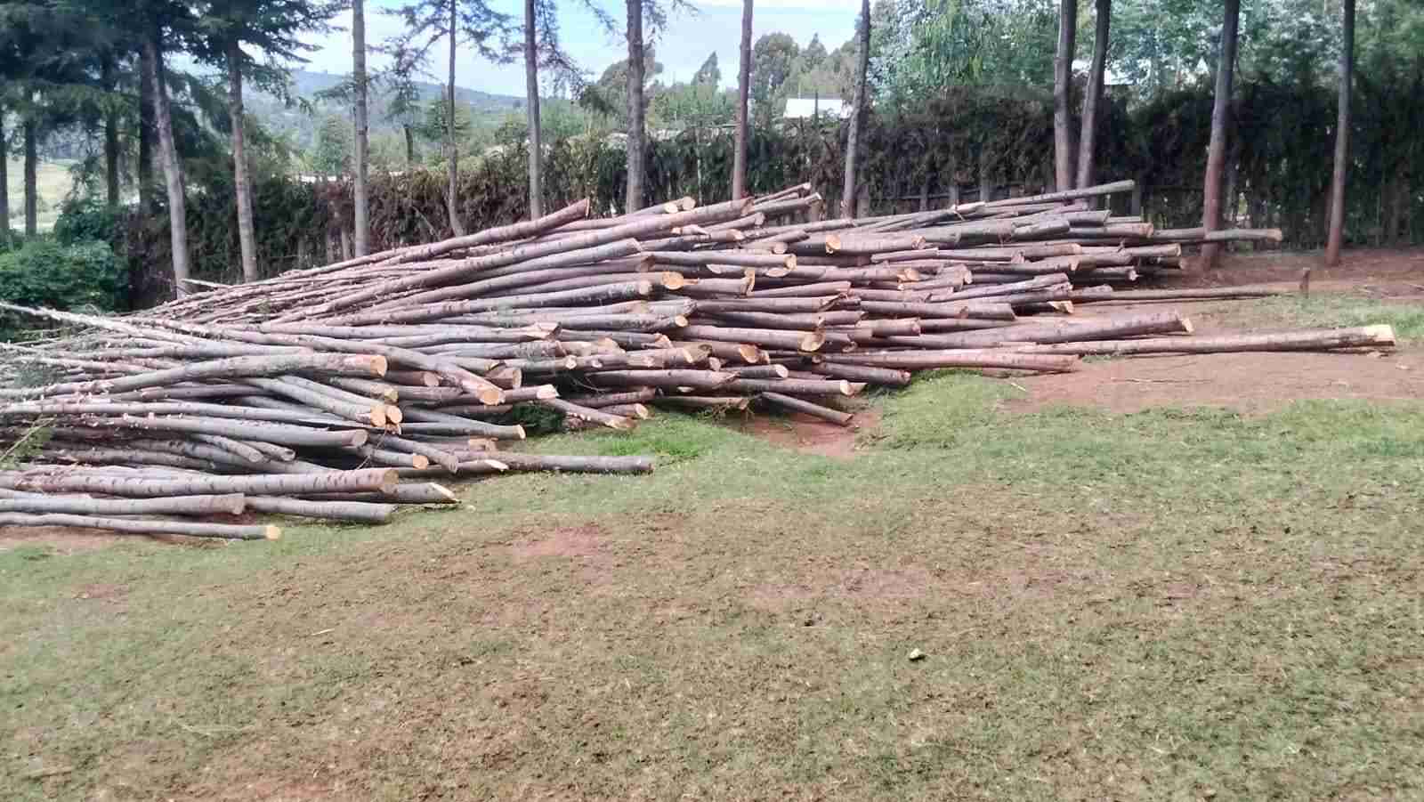 Cypress Posts