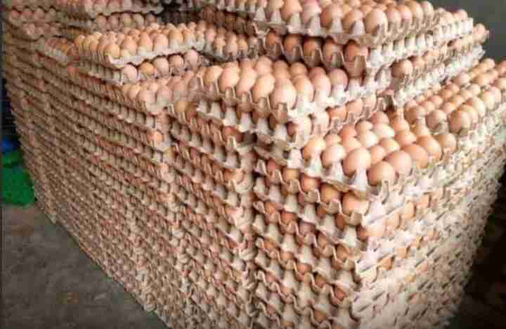 Quality Eggs