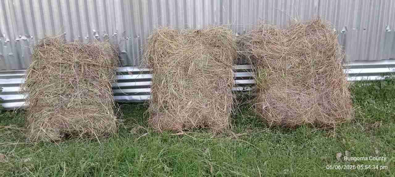 Boma Rhodes Grass Hay