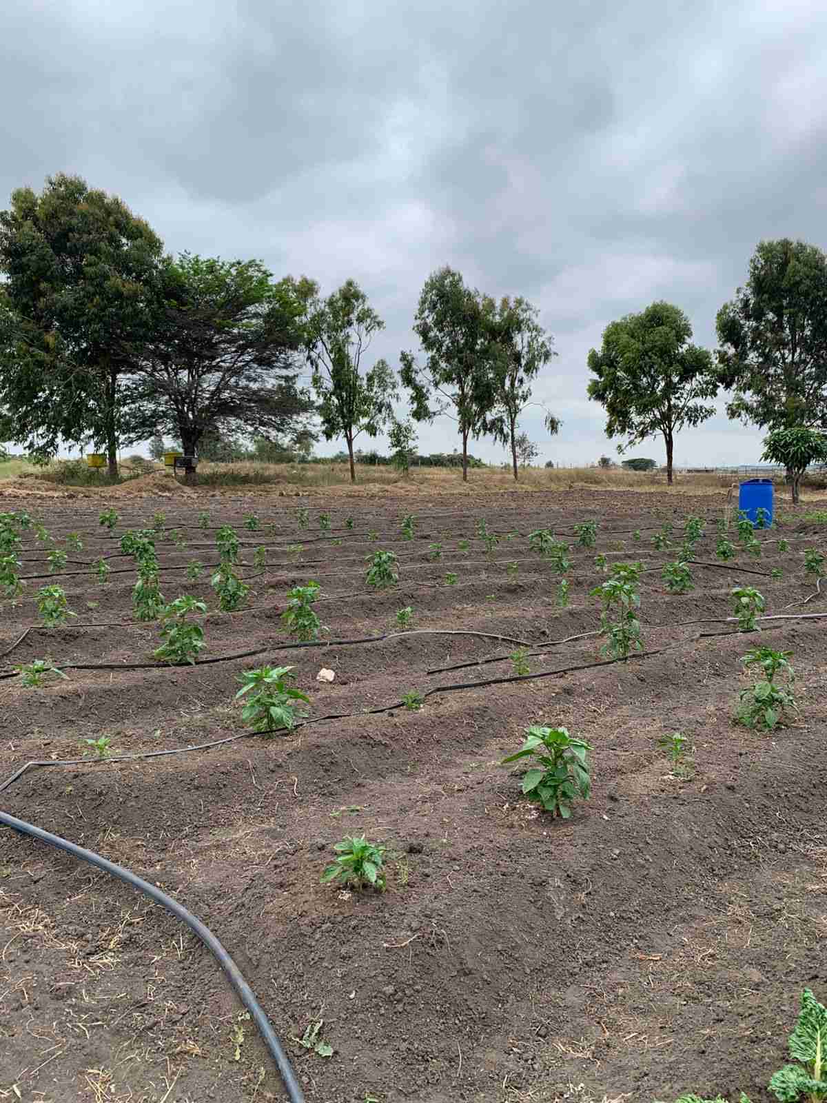 Capsicum Super Bell F1