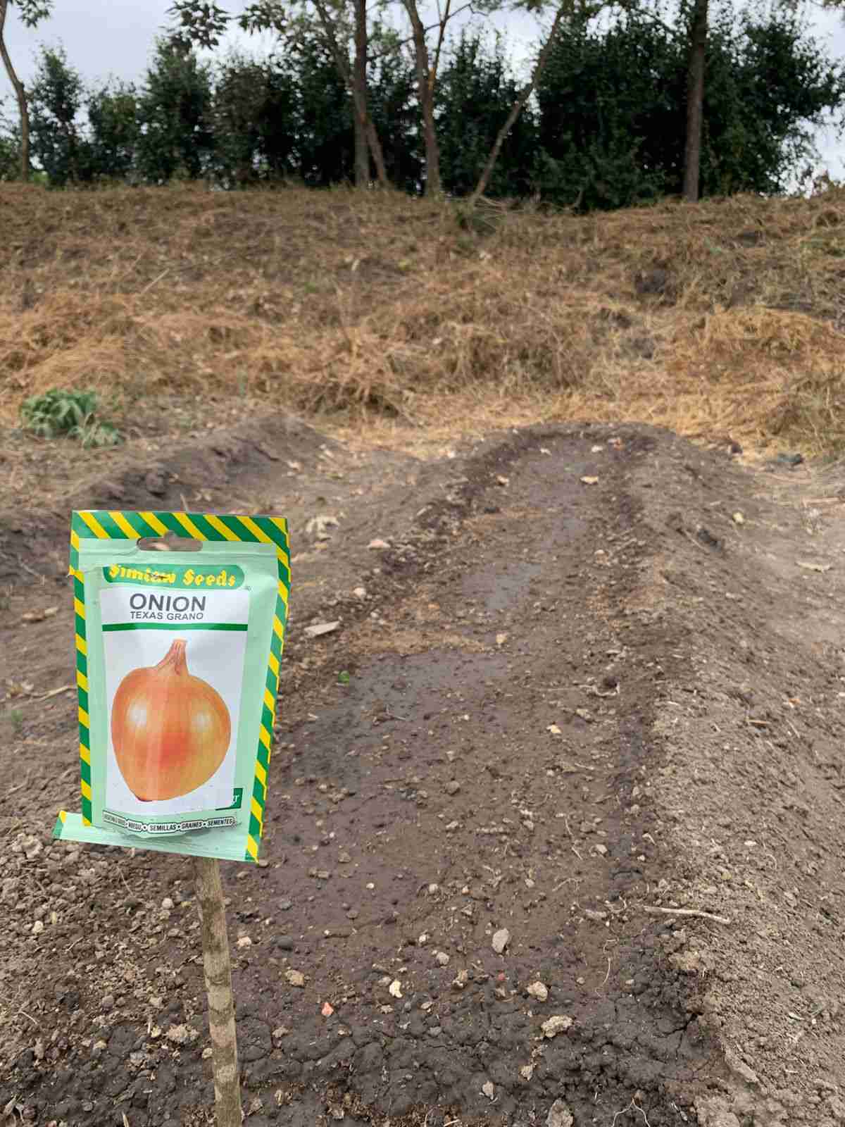 Onions- Texas Grano
