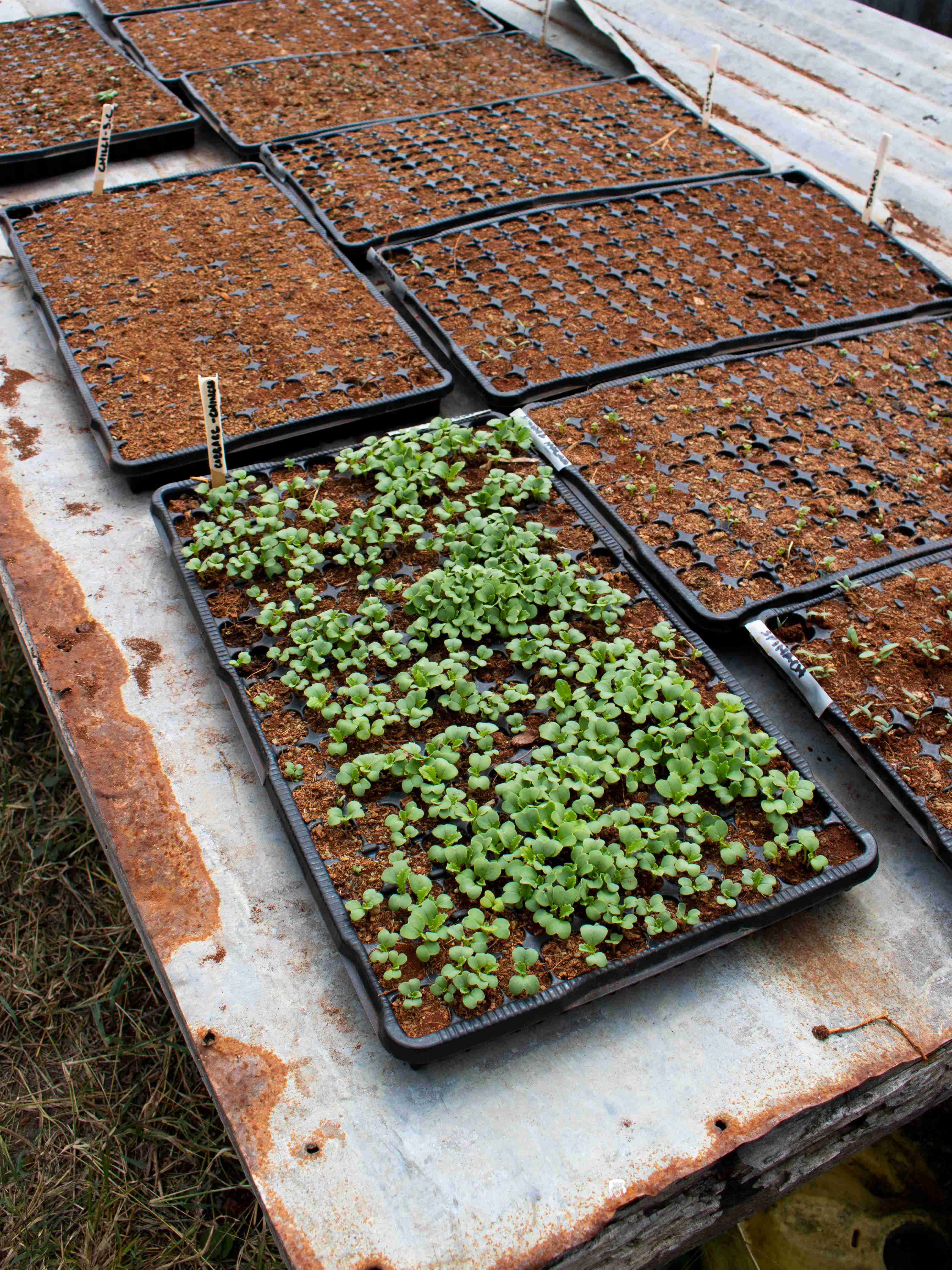Seedlings- Sukuma Matumbo and various other varieties