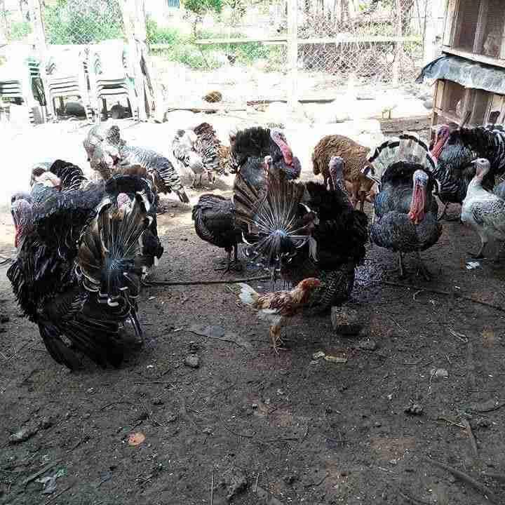 Turkey 