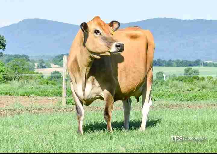 Jersey Cows 