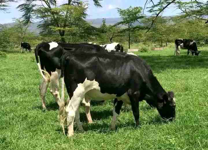 Fresian Cows