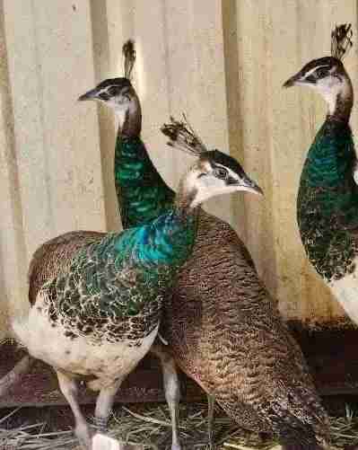 Peacock 