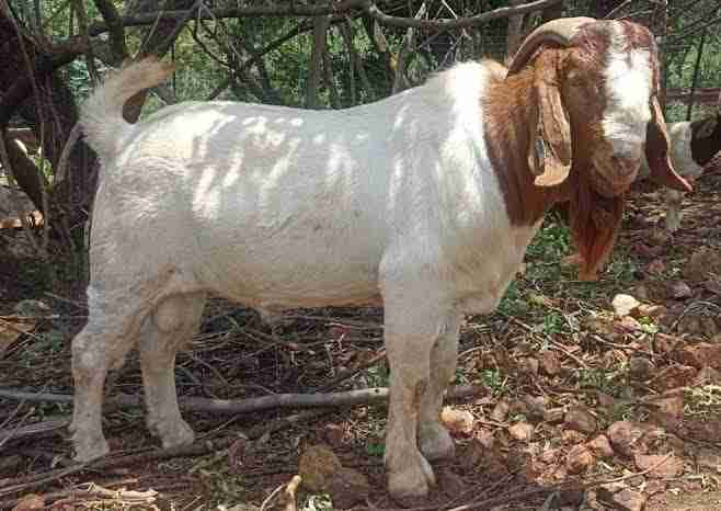 BOER GOATS BUCK