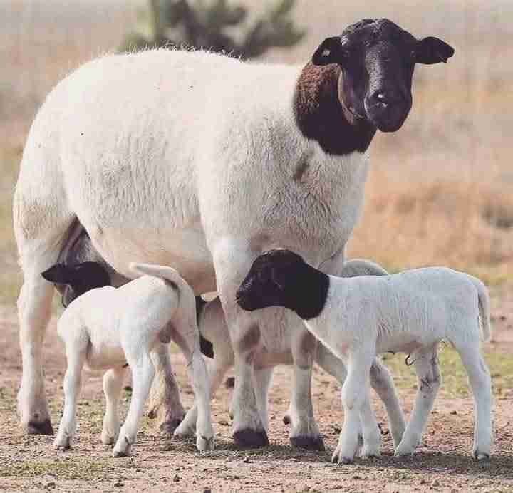DORPERS SHEEPS BREED 