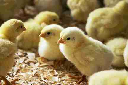 POULTRY FARMING LAYERS , BLOIERS & KIENYEJI 