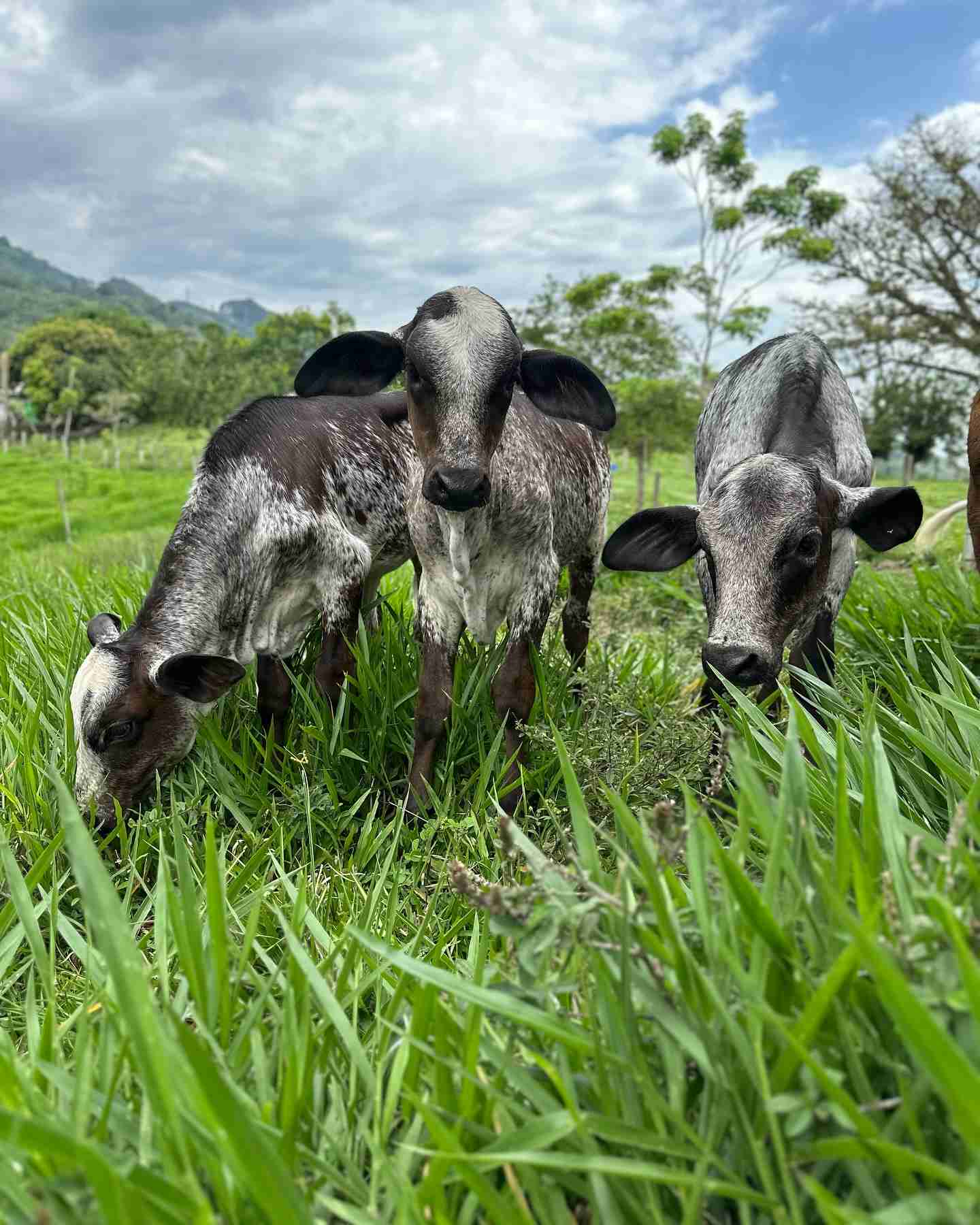 DAIRY CALVES & COWS