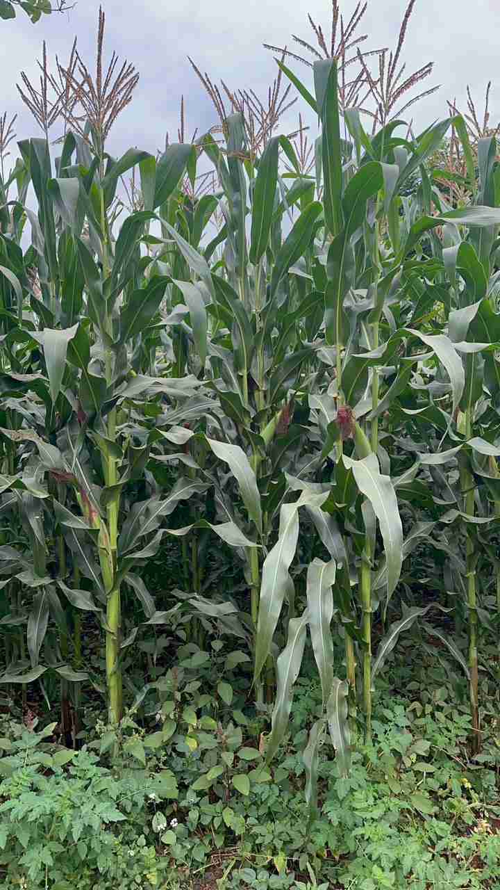 Green Maize