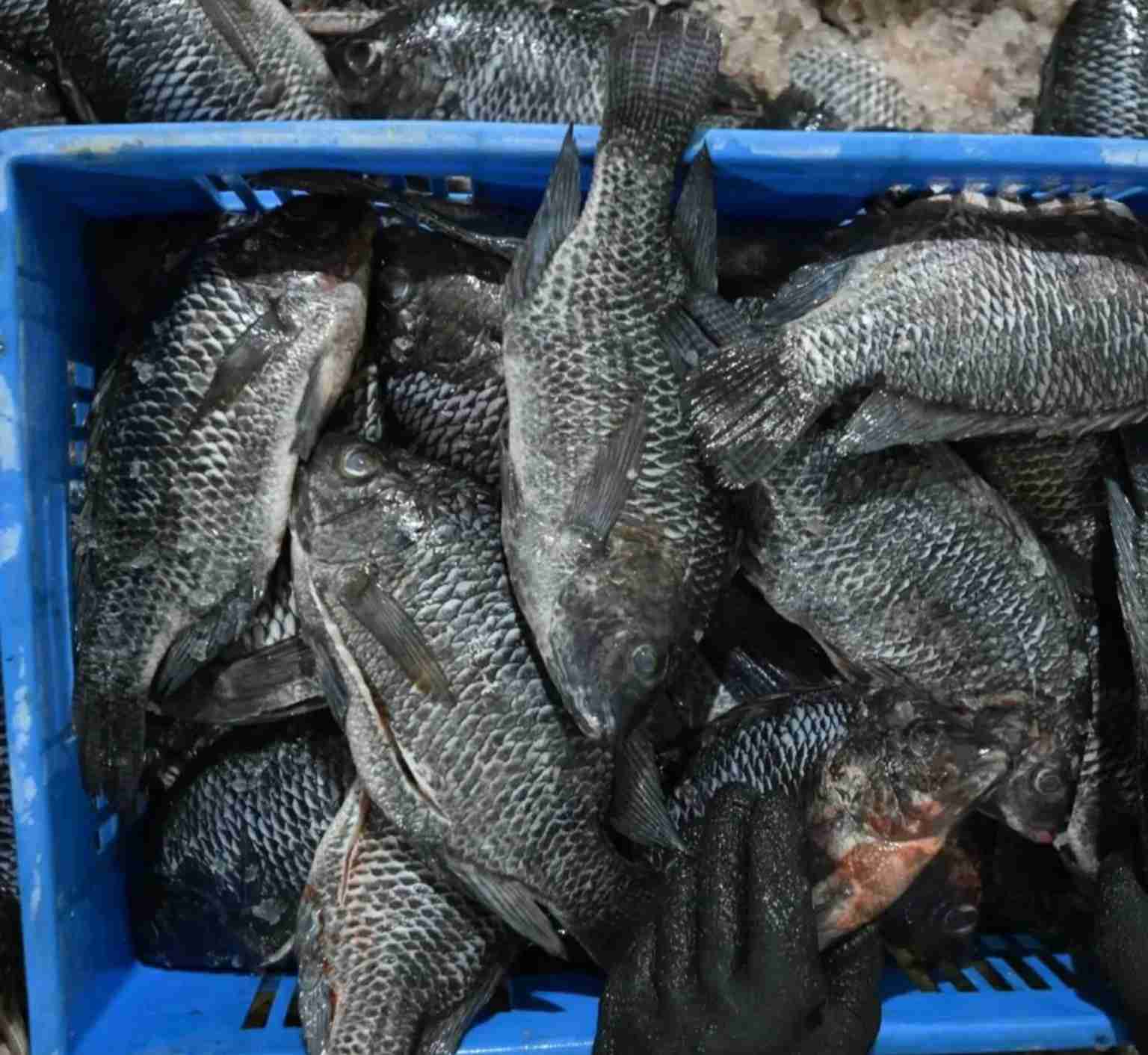 Lake Victoria Fresh Tilapia