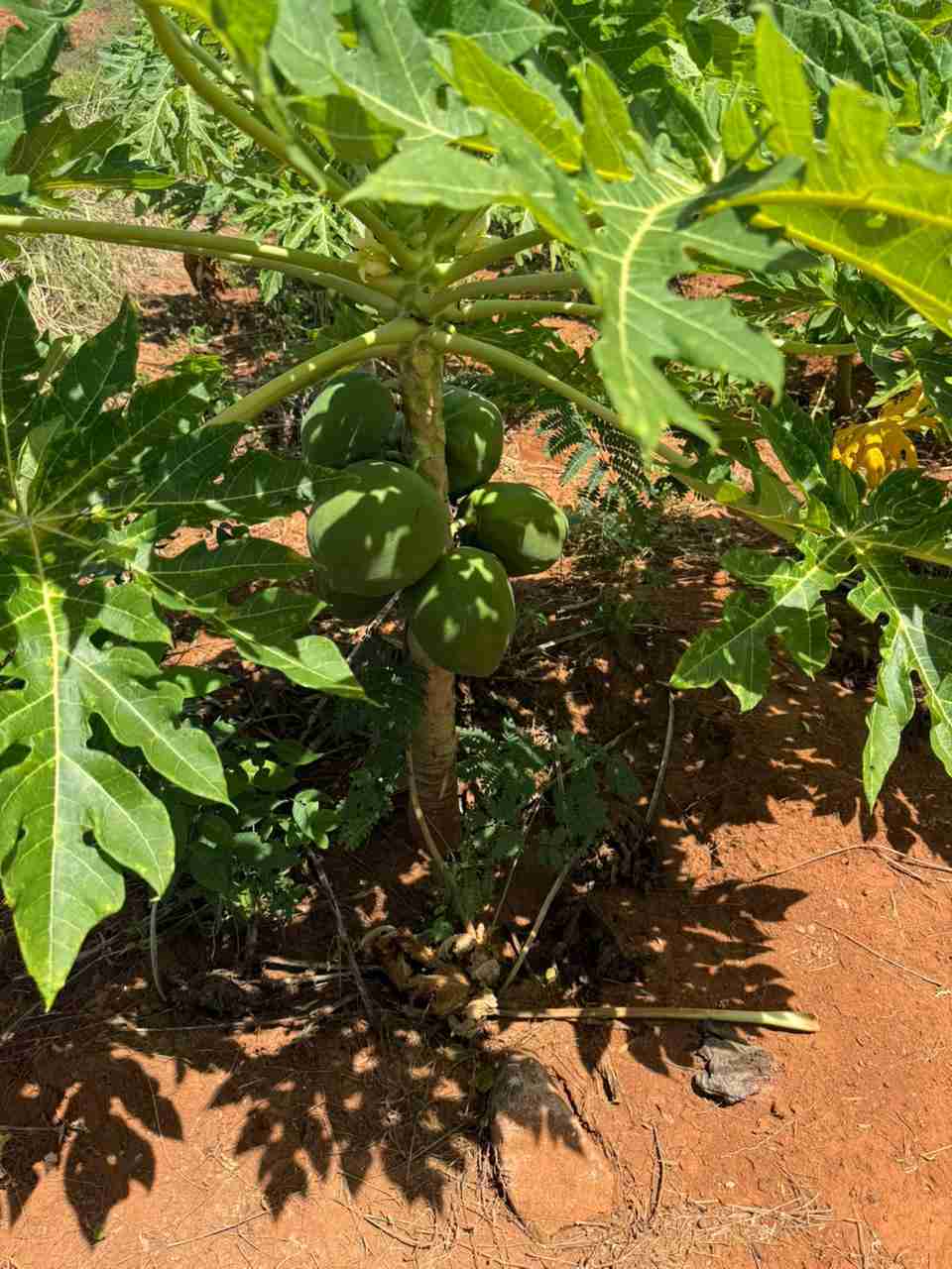 Pawpaws