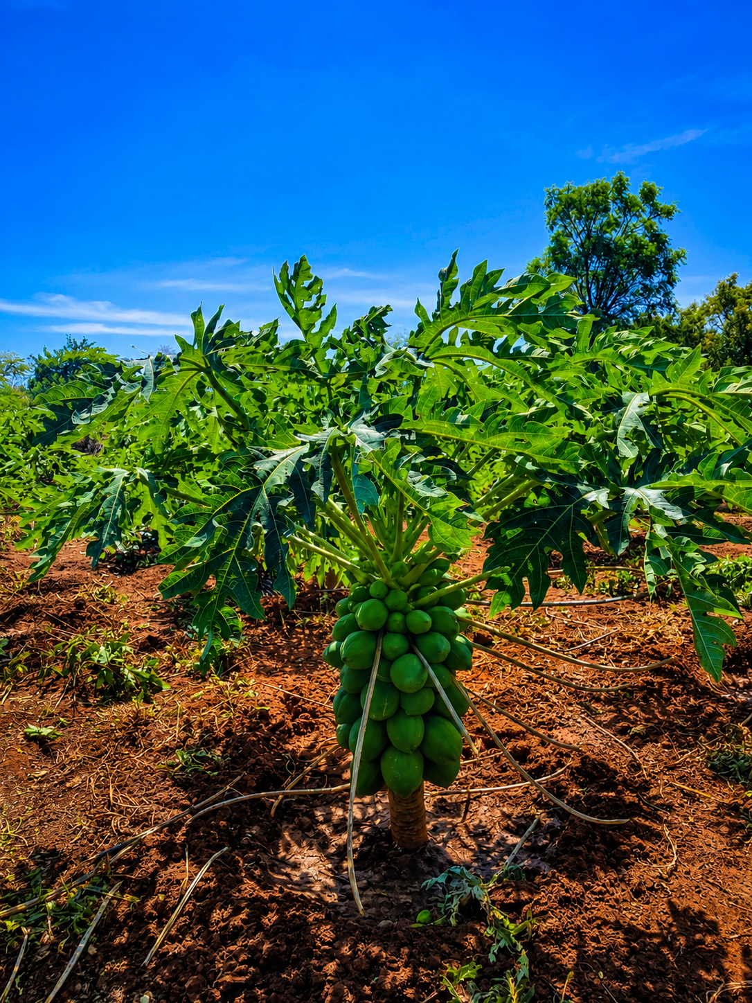Pawpaws