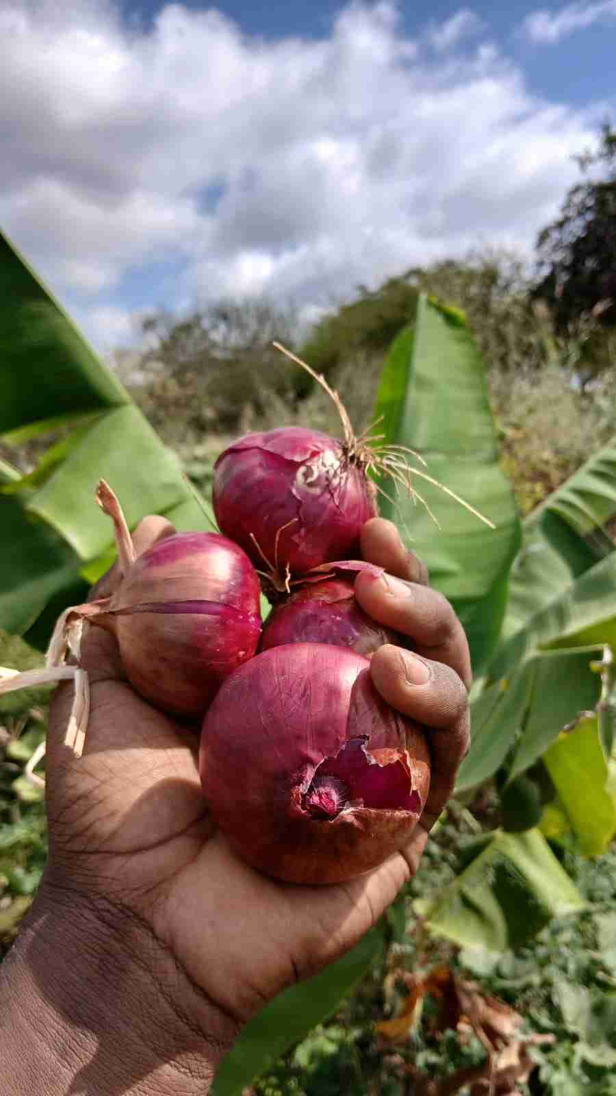 fresh red onions 