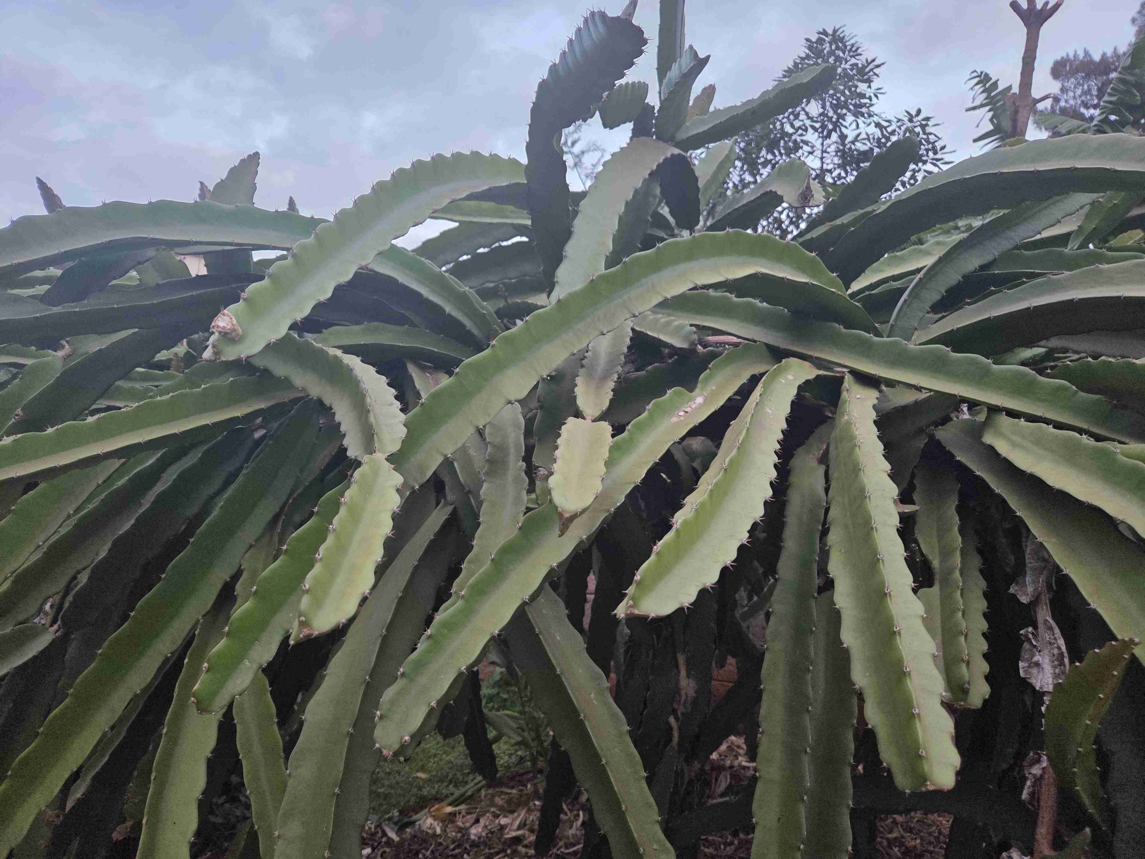 Dragon Fruit Cuttings