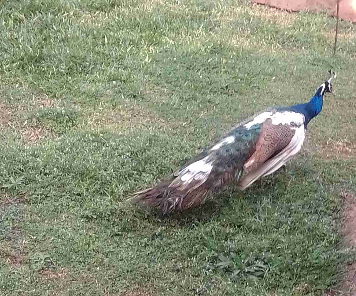 Mature male peakcock