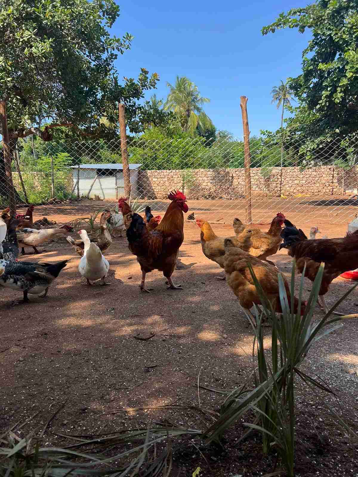 IMPROVED KIENYEJI ROOSTERS / JOGOOS