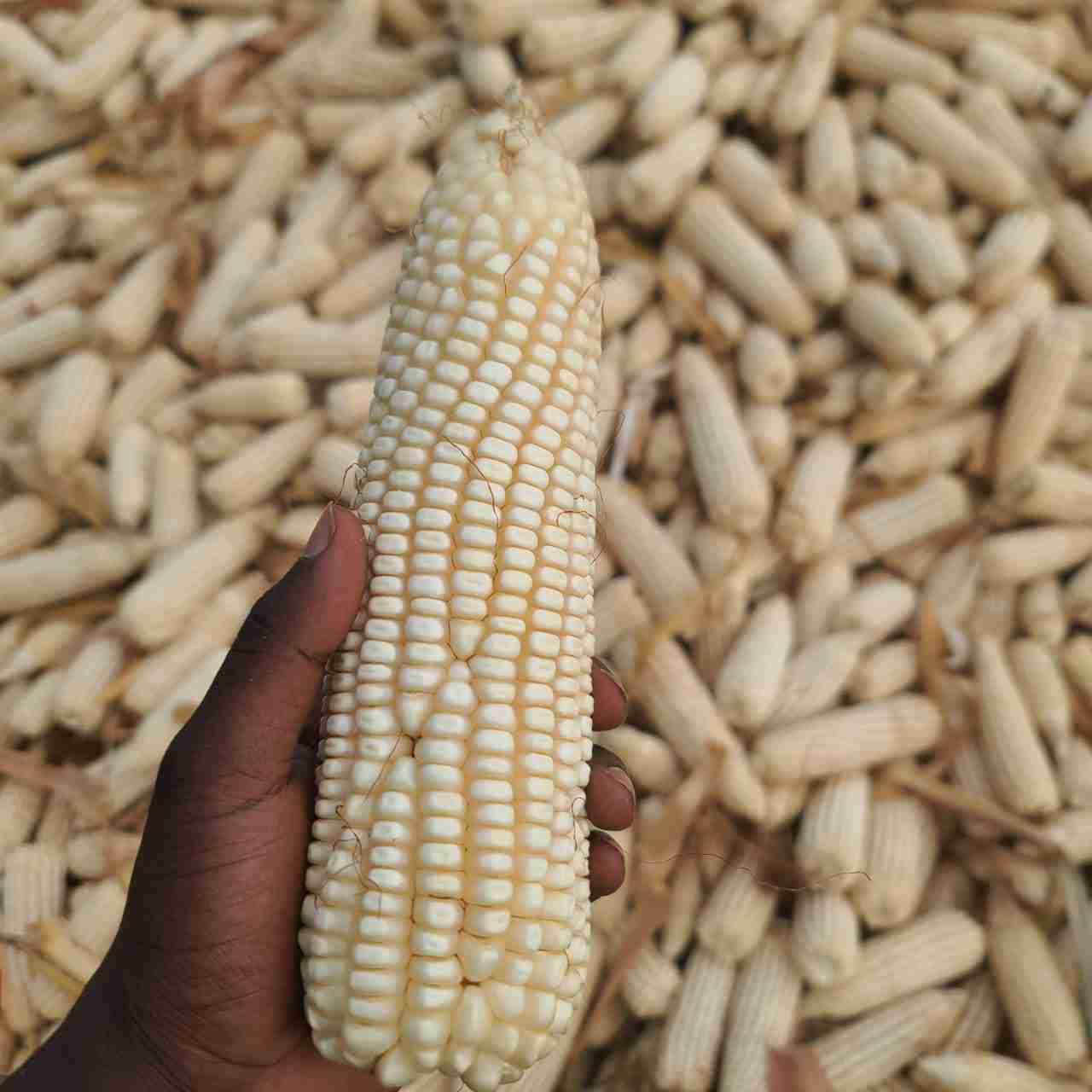 Maize 
