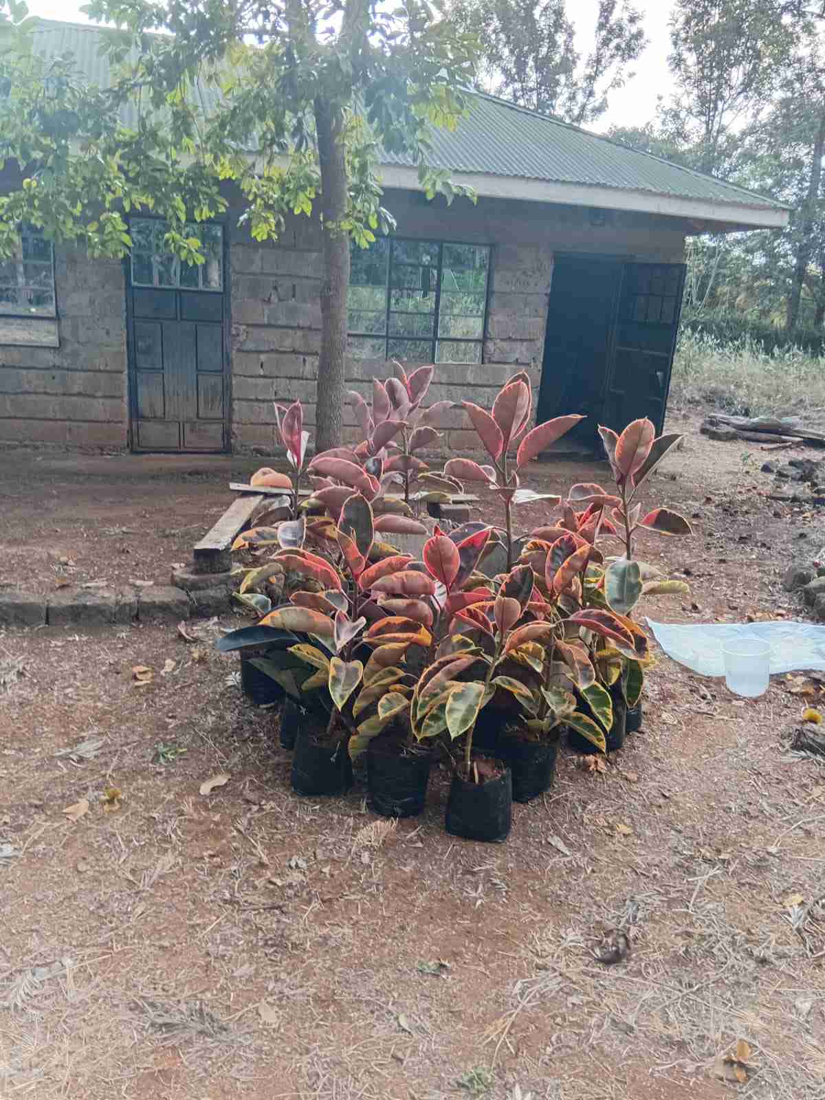 rubber plant or rubber fig /Ficus elastica