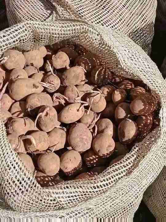 Potatoes