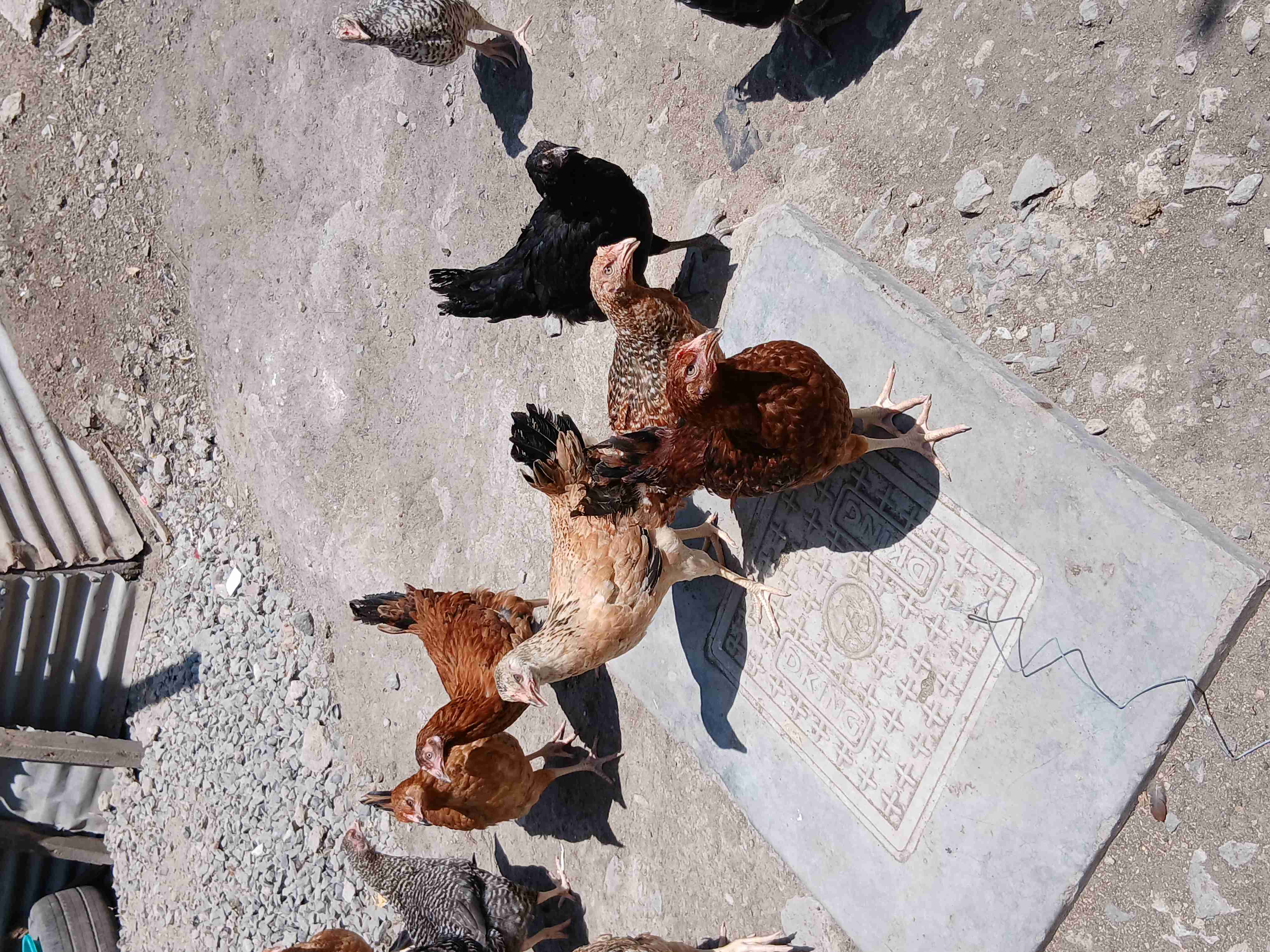 Kienyeji chicks