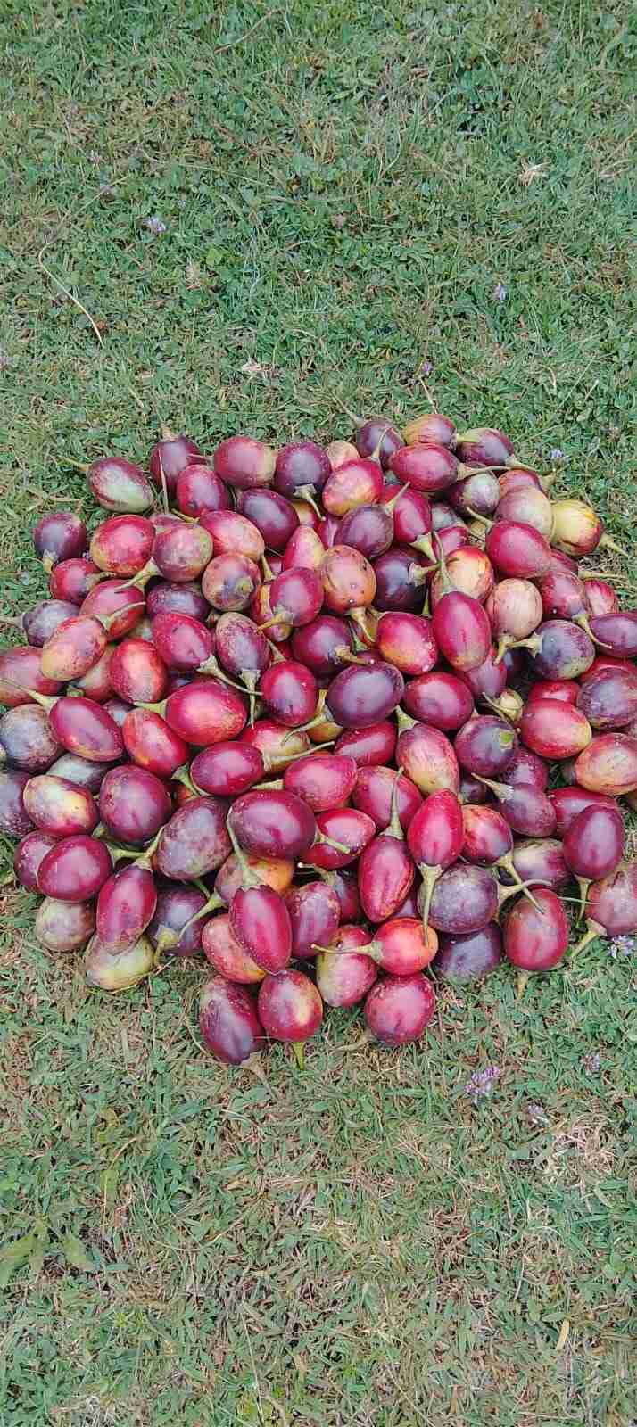 Fresh Sweet Tree Tomatoes
