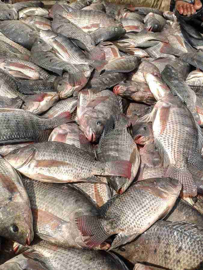 Fresh tilapia fish 