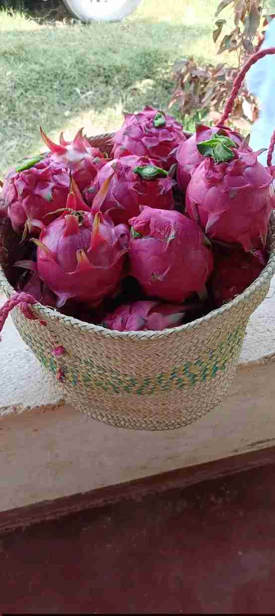 Dragon fruits