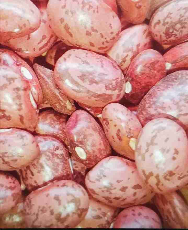 Rose Coco Beans