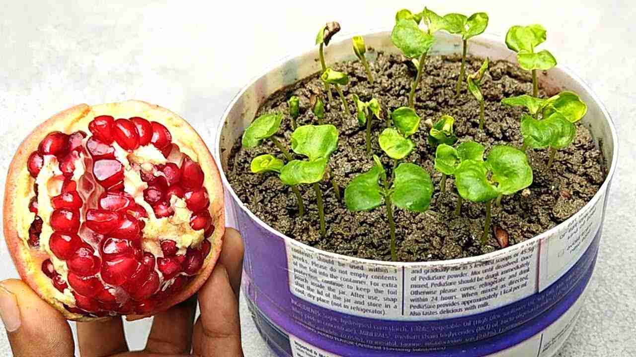 Pomegranate Seedlings