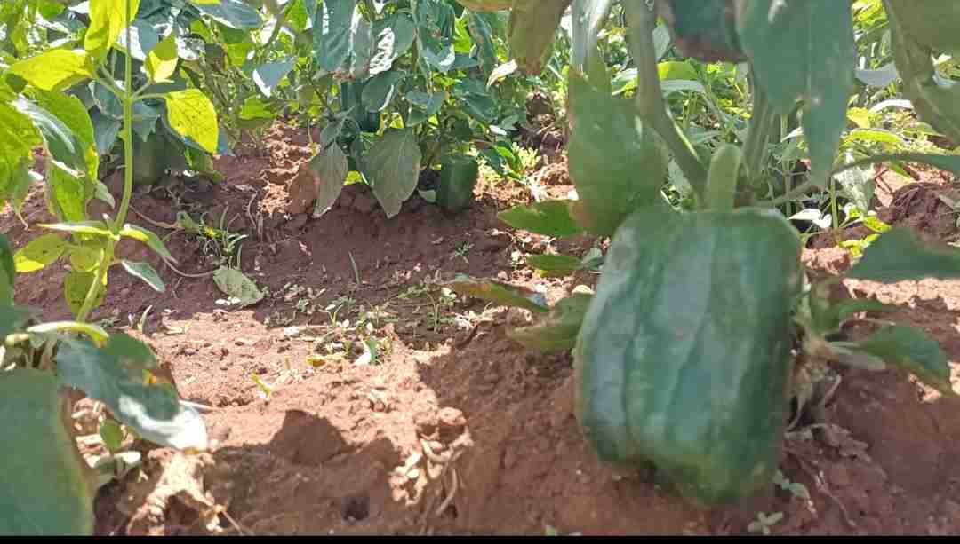 Green Capsicum 